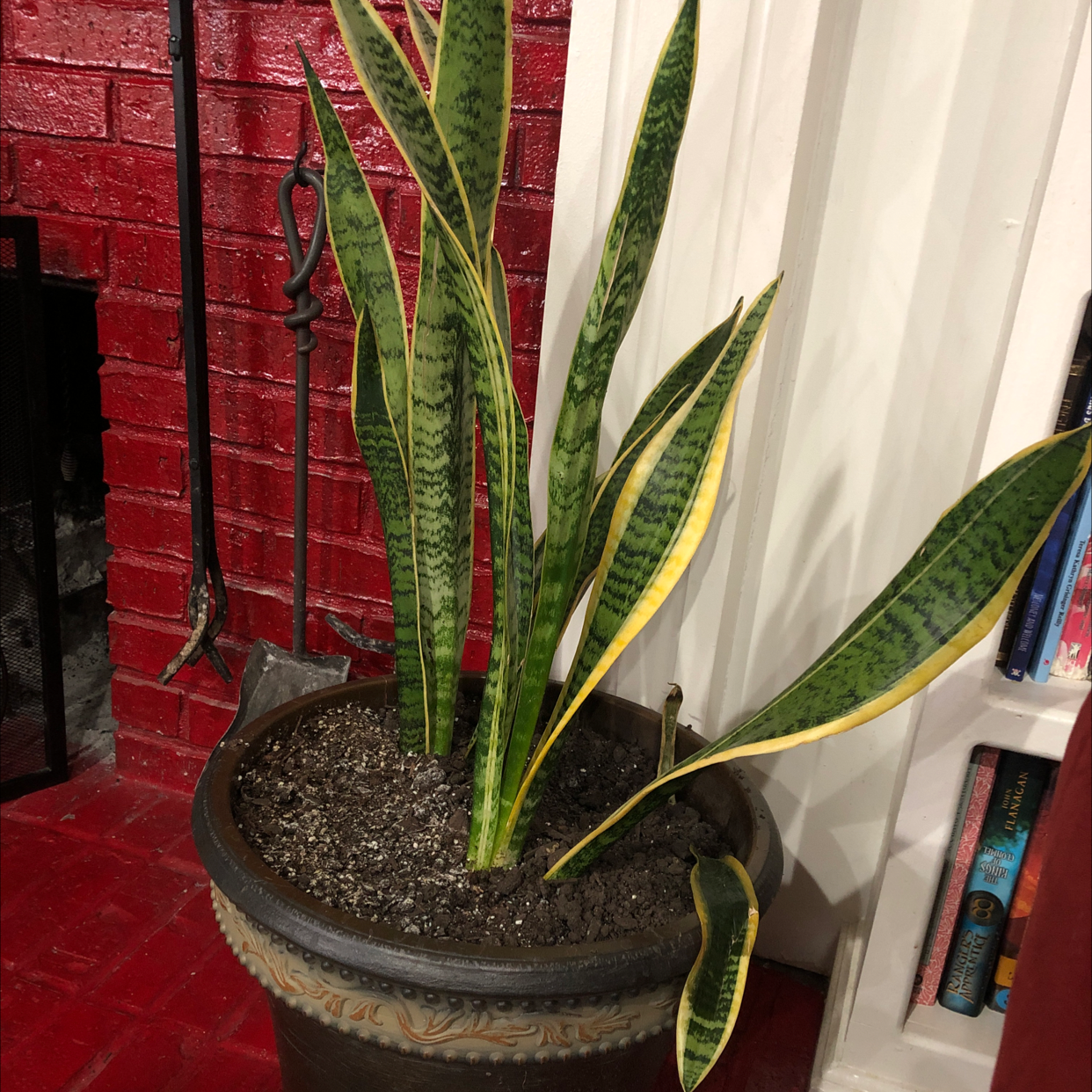 Snake Plant plant photo by @Jmom10 named Pax on Greg, the plant care app.