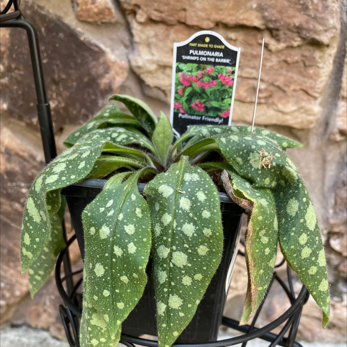 Photo of the plant species Bethlehem Sage by Jane named Elle on Greg, the plant care app