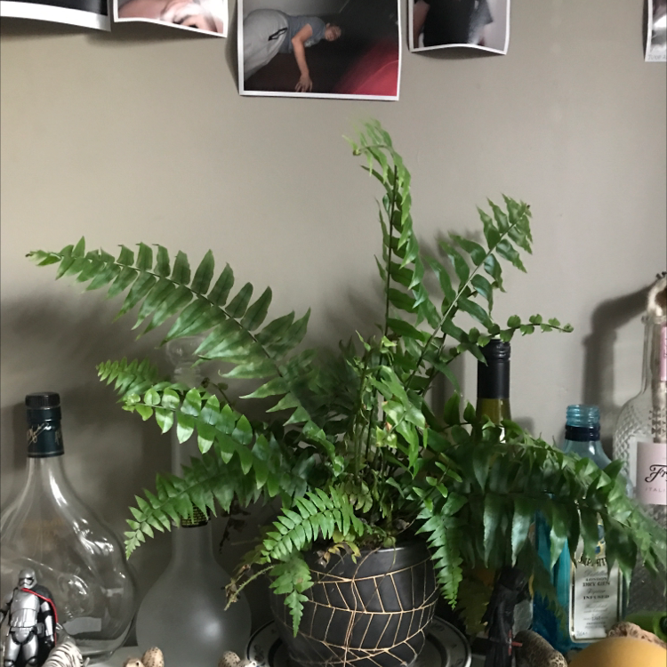 Boston Fern plant photo by @wimble named Fernando on Greg, the plant care app.