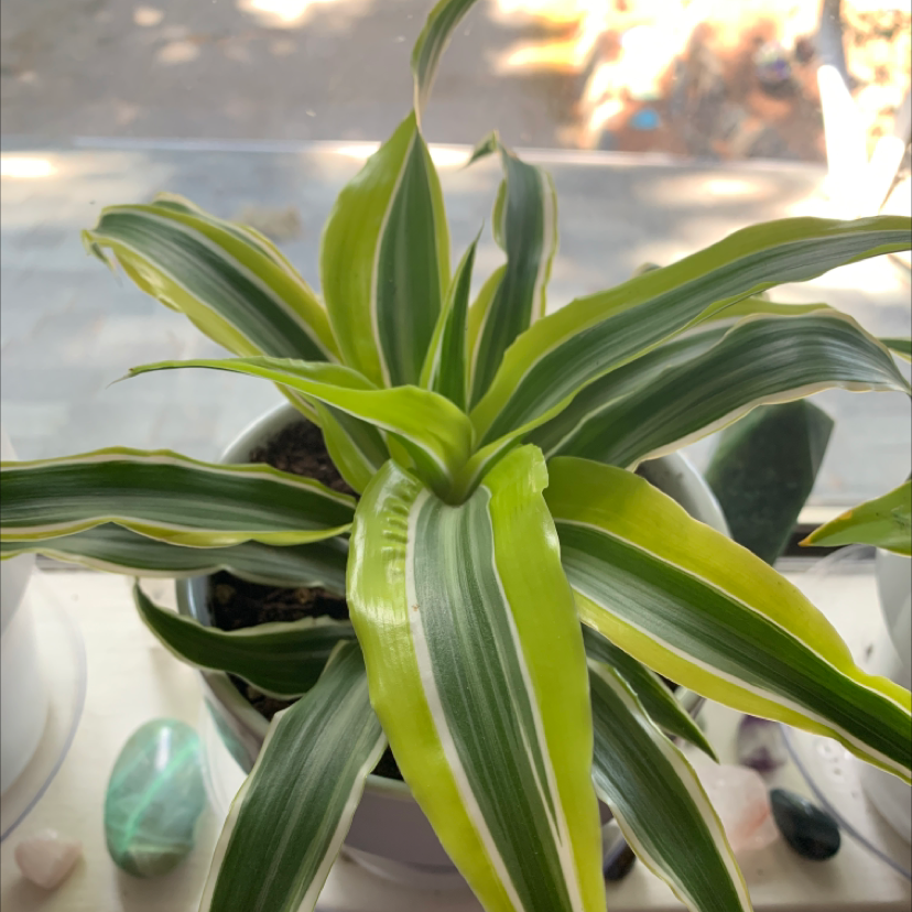 White Jewel Dracaena plant with vibrant green and white striped leaves in a pot.