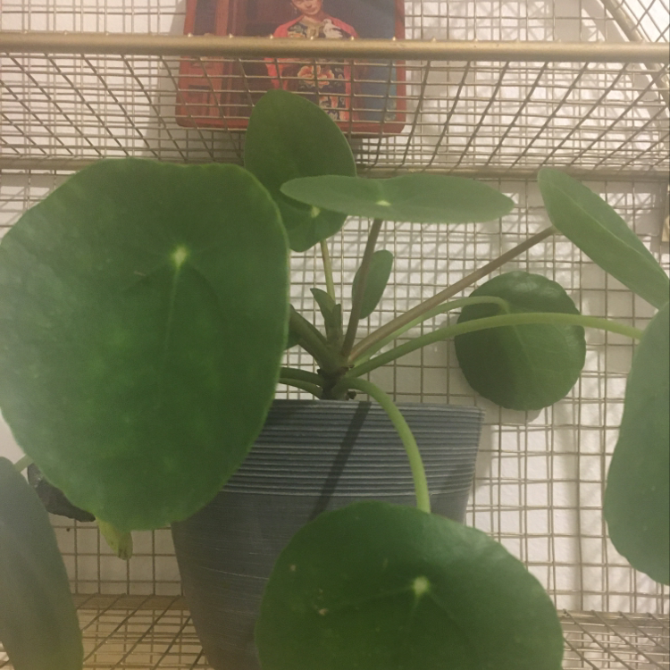 Photo of the plant species Central American Lace Fern by Emma named Emerson on Greg, the plant care app