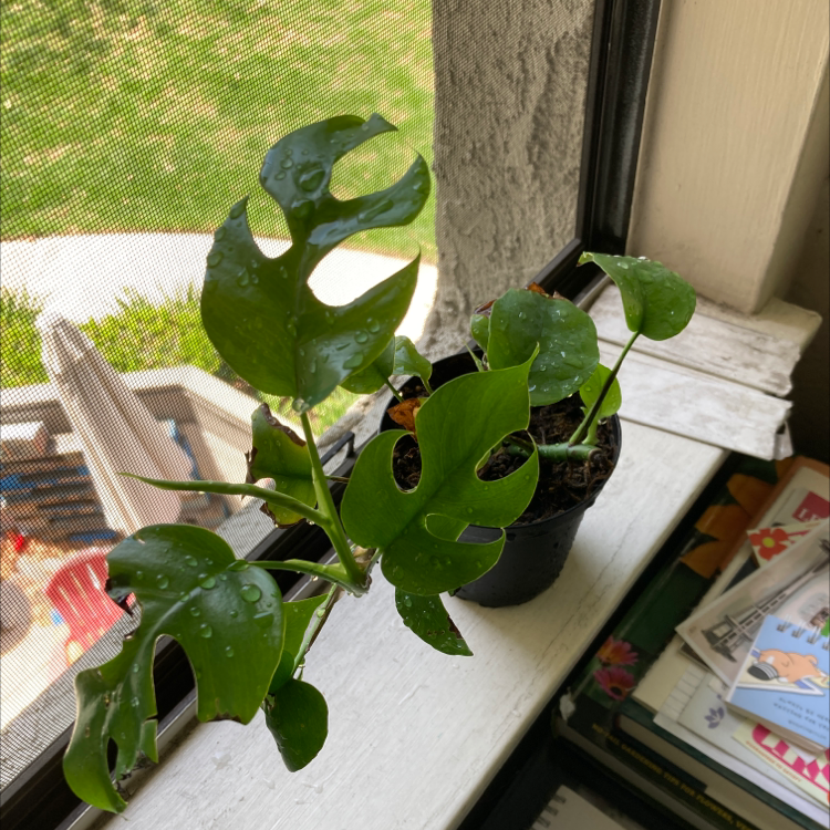 Mini Monstera plant on a windowsill with vibrant green leaves and characteristic splits.