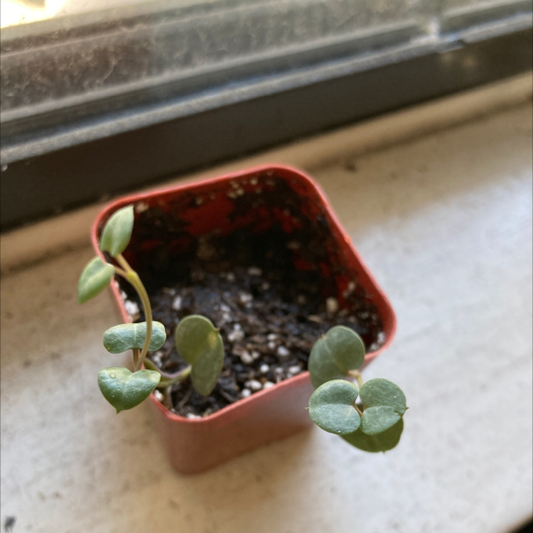 Small potted String of Hearts plant with heart-shaped leaves in a red pot.