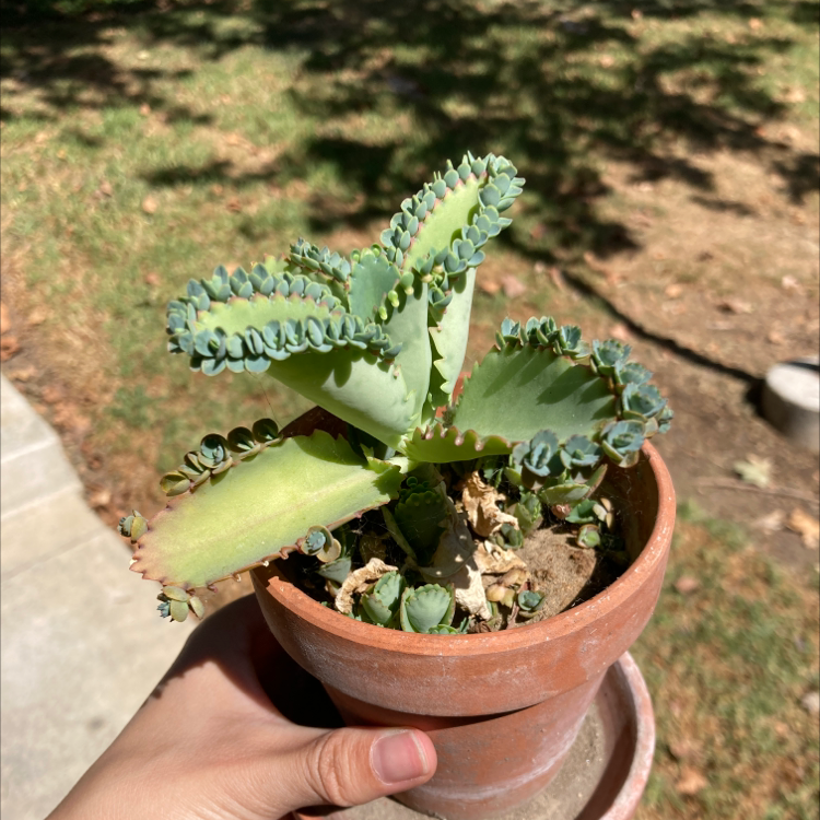 Healthy Mother of Thousands succulent plant with lush green leaves and small plantlets held in hand.
