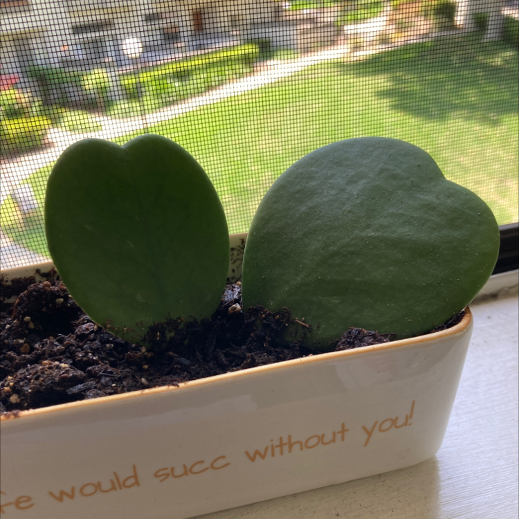 Sweetheart Hoya plant with two heart-shaped leaves in a rectangular pot by a window.