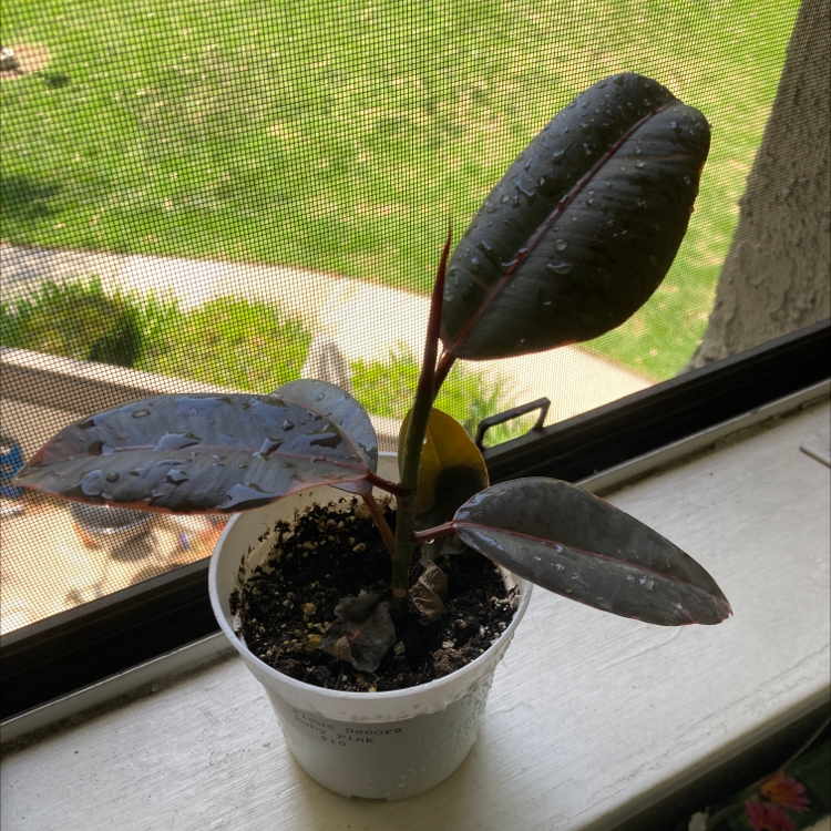 Young rubber plant in white pot on windowsill, dark green leaves with some browning, soil looks dry