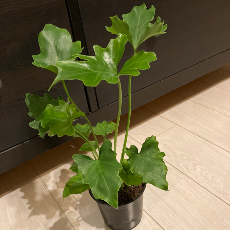 Philodendron Xanadu plant in a small pot with healthy green leaves.