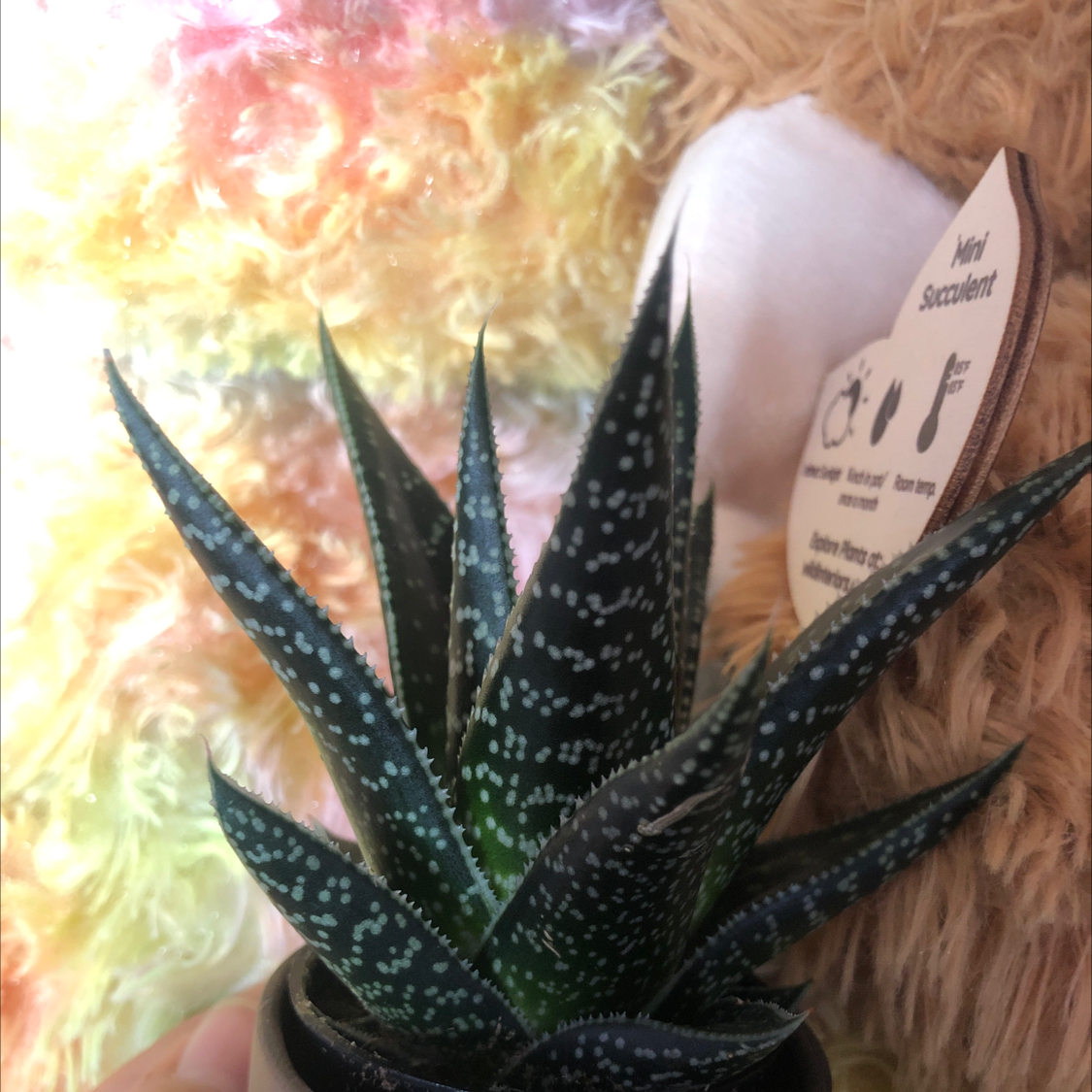 Bredasdorp Gasteria plant photo by @ainsley05 named Freck on Greg, the plant care app.