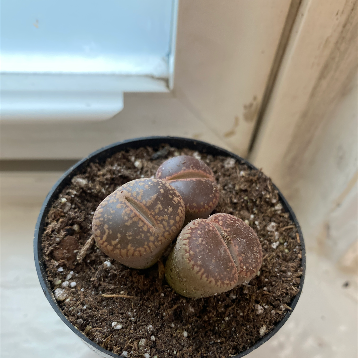 Potted Rubra Lithops plant with three healthy living stones near a window.