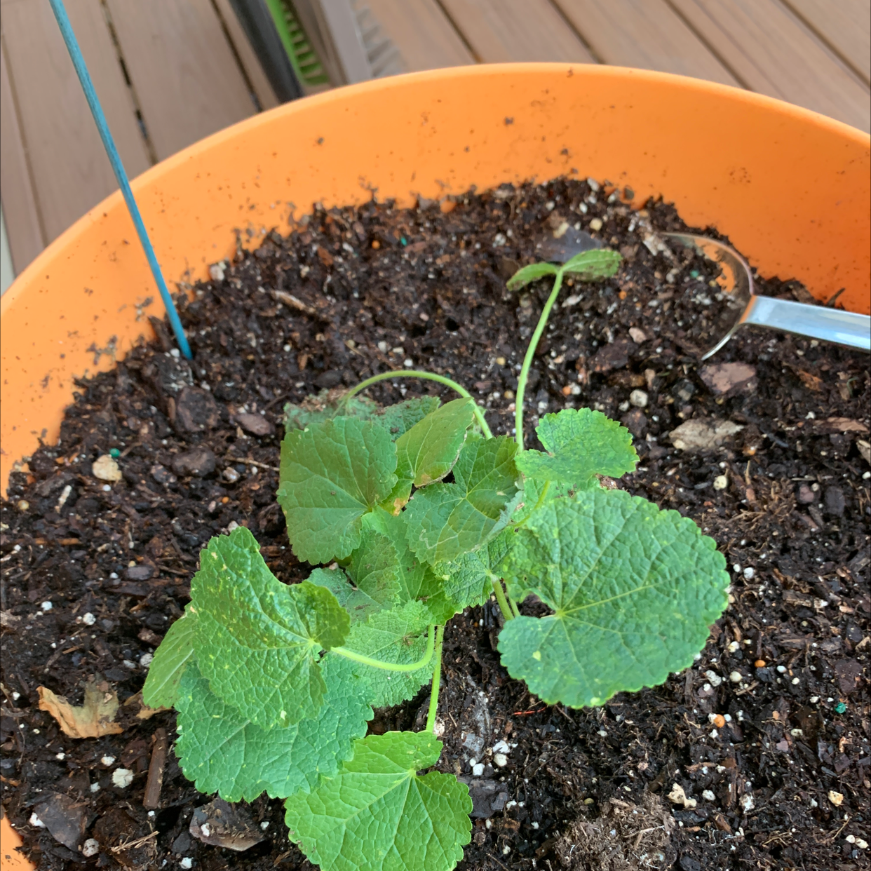 Young Hollyhock plant in an orange pot with visible soil and green leaves.