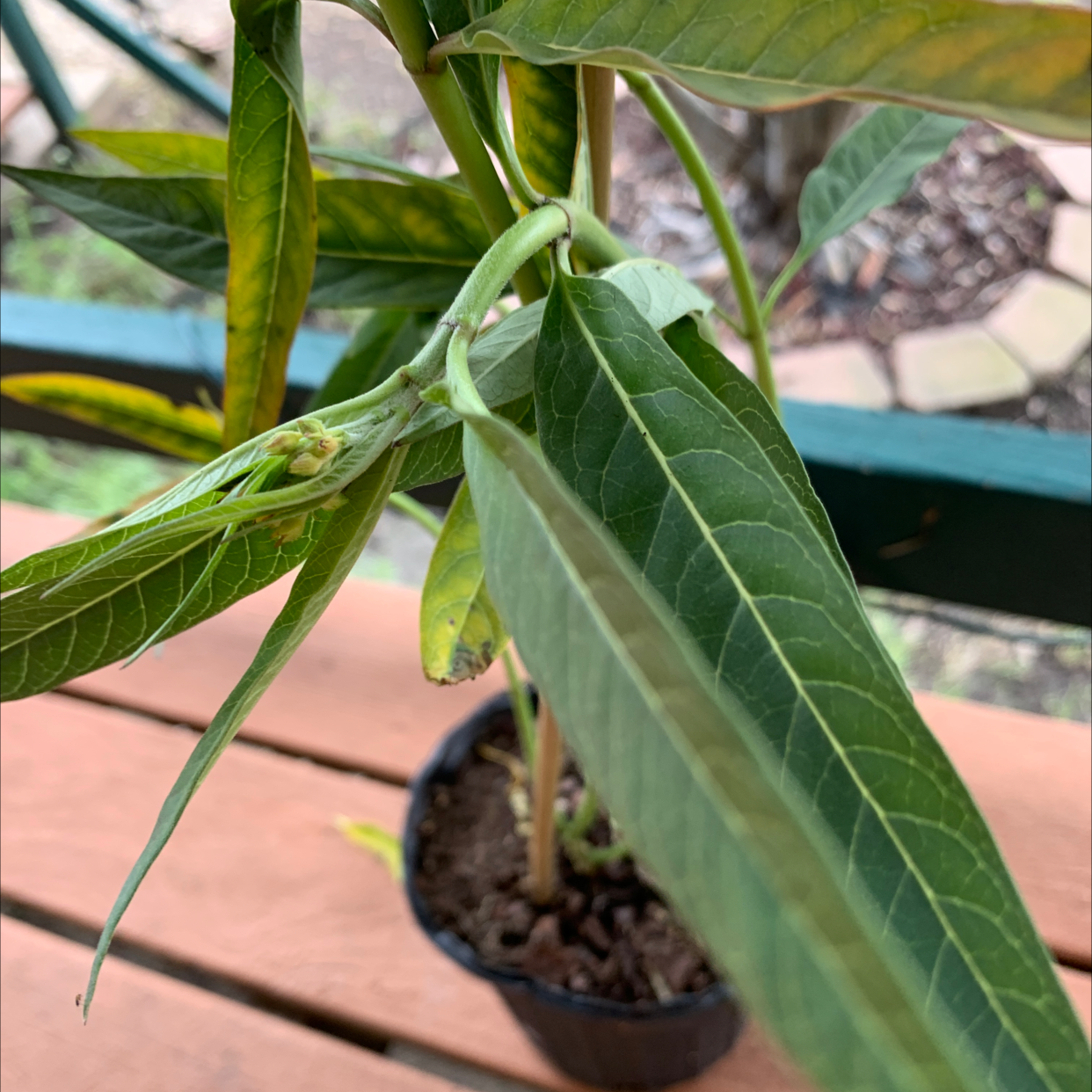 Tropical Milkweed plant in a small pot with some yellowing and browning leaves.