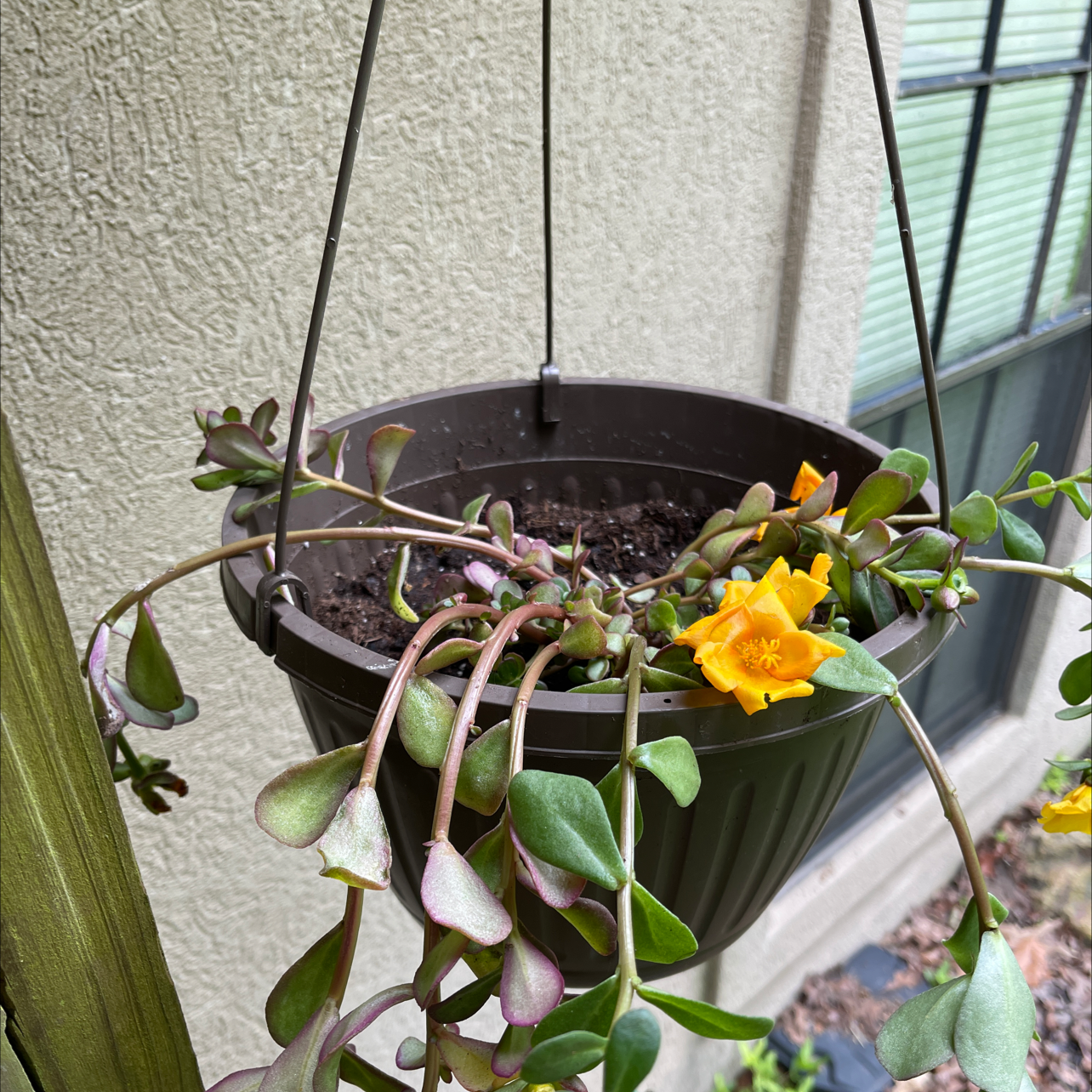 Hanging pot with Wingpod Purslane, green leaves, and yellow flowers.