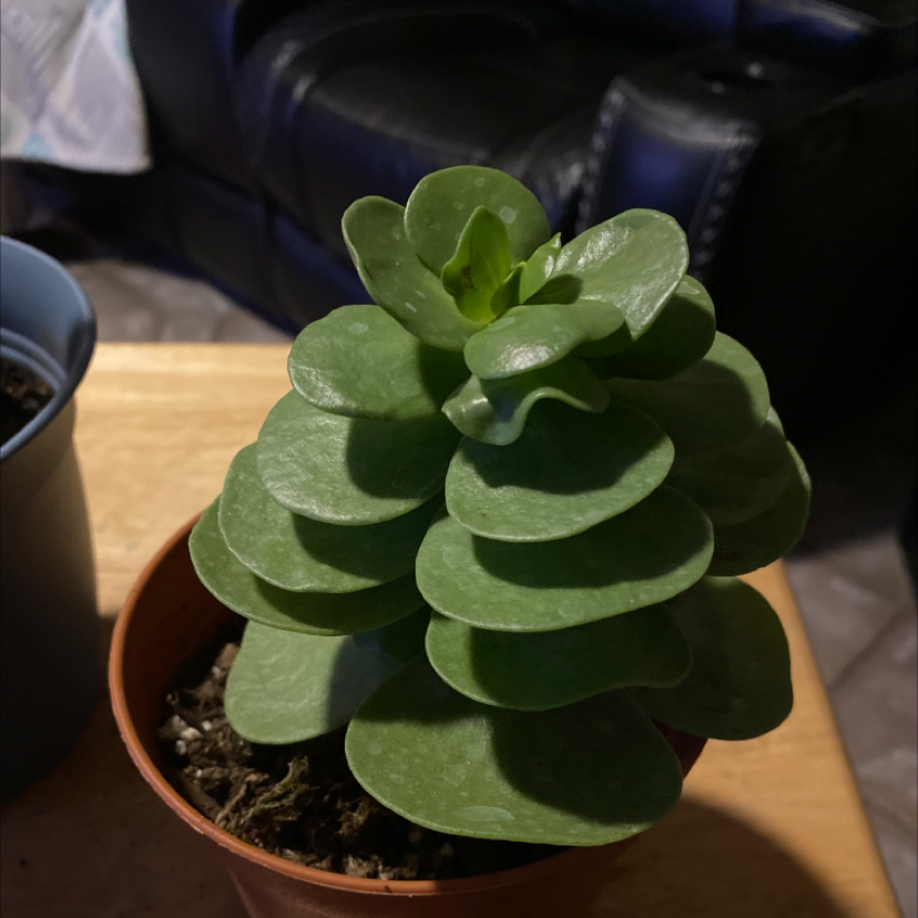 Photo of the plant species 'Ihi by @cyeram named marisol on Greg, the plant care app