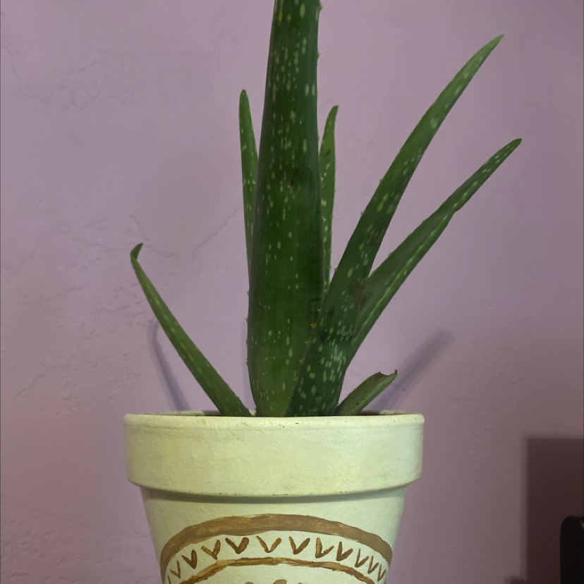 Aloe vera plant photo by @Sanderson_48 named Nutella on Greg, the plant care app.