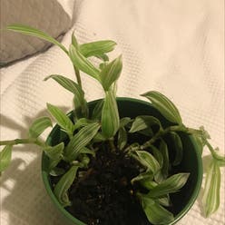 Small-Leaf Spiderwort plant