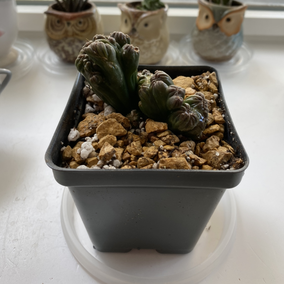 Photo of the plant species Ming Thing Cactus by @lll.pulig named thwomp on Greg, the plant care app