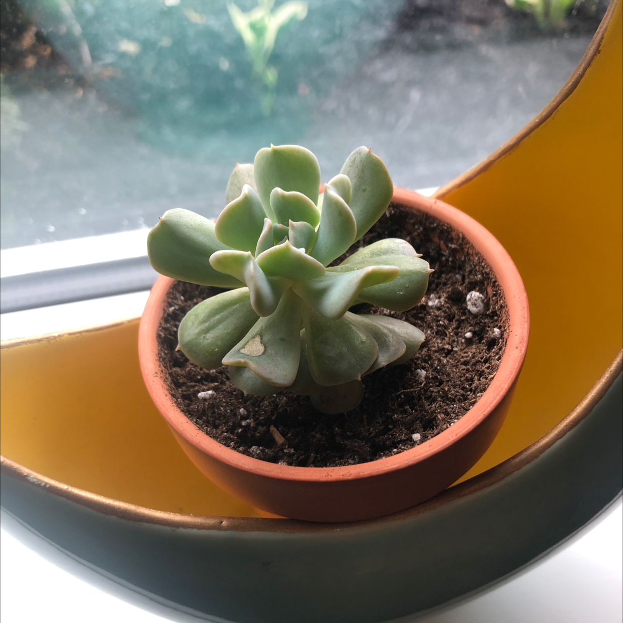 Potted Echeveria 'Topsy Turvy' succulent on a windowsill, healthy and well-framed.