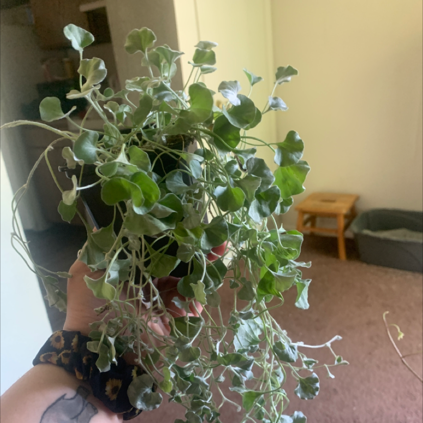 Photo of the plant species Silver Ponysfoot by @Whitneyrect96 named Foxxy on Greg, the plant care app