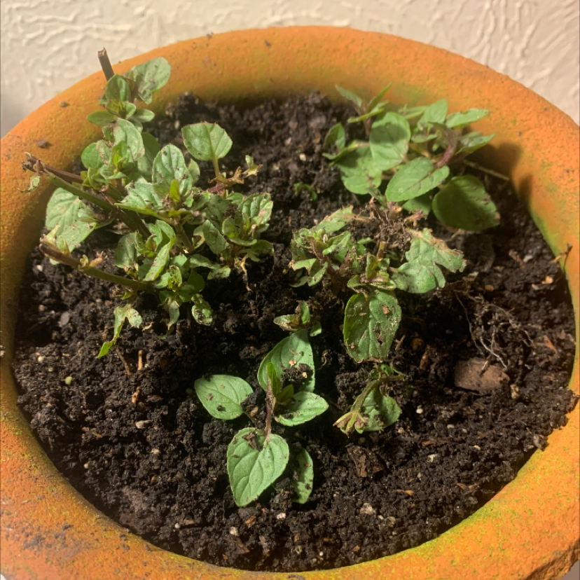 Photo of the plant species Chocolate Mint by @Whitneyrect96 named Your plant on Greg, the plant care app
