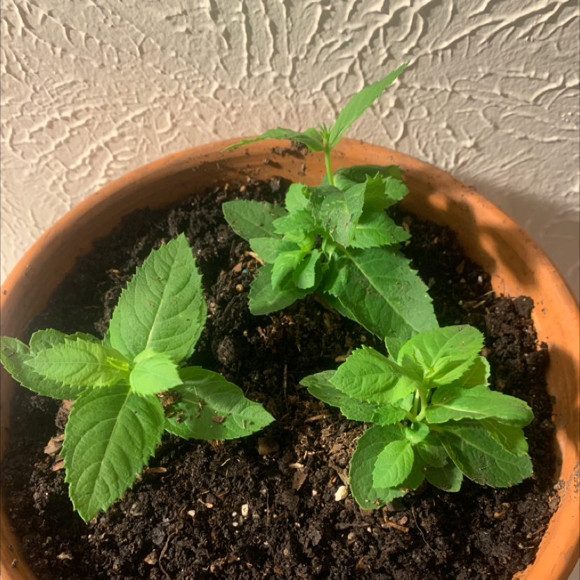 Potted Scarlet Beebalm plant with three healthy green stems and dark moist soil.