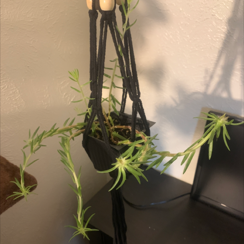 Healthy moss rose purselane plant with long trailing stems and vibrant green succulent leaves, growing in a hanging basket.
