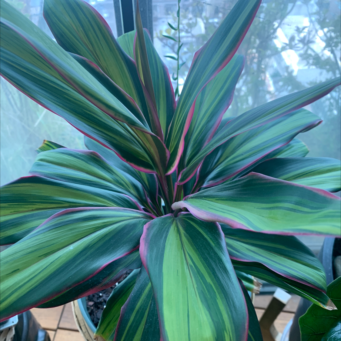 Photo of the plant species Broad Leaved Palm Lily by @jmb named Cordy on Greg, the plant care app