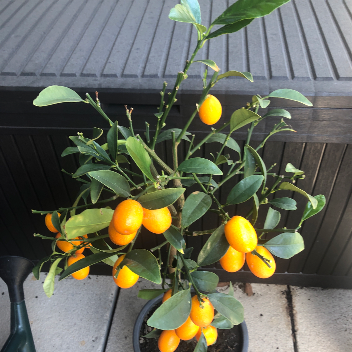 Healthy Oval kumquat plant with numerous bright orange fruits and green leaves.