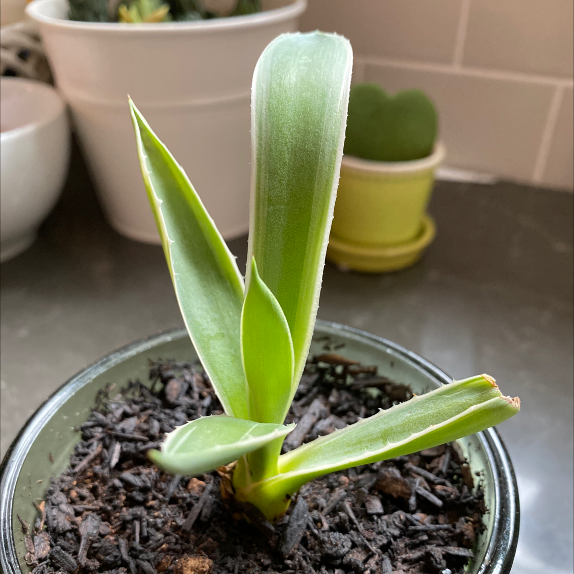 Photo of the plant species Marbled Agave by @andy_mn named Mary on Greg, the plant care app