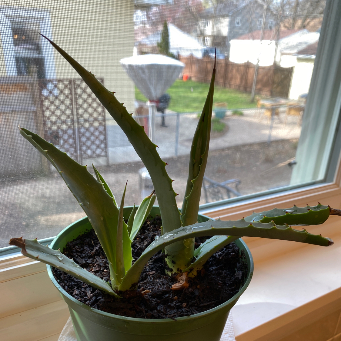 Photo of the plant species Whale's Tongue Agave by @andy_mn named Peter and Paul on Greg, the plant care app