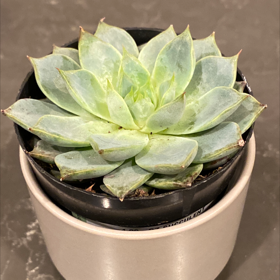 Echeveria purpusiorum succulent in a small pot, healthy and well-centered.