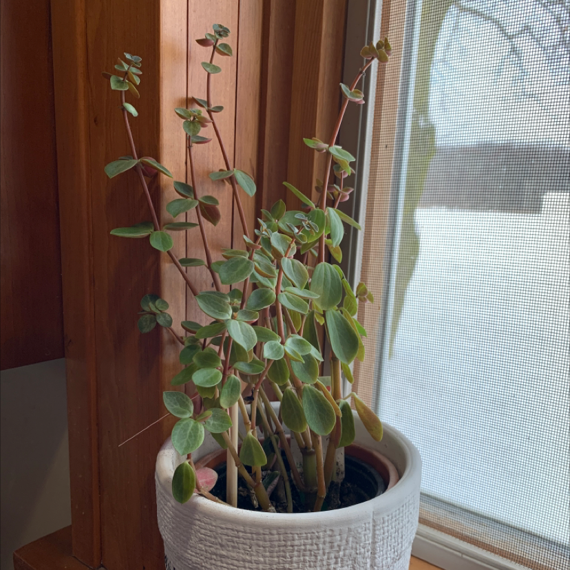 Healthy Peperomia serpens plant with trailing vines and round green leaves in a white ceramic pot on a windowsill.