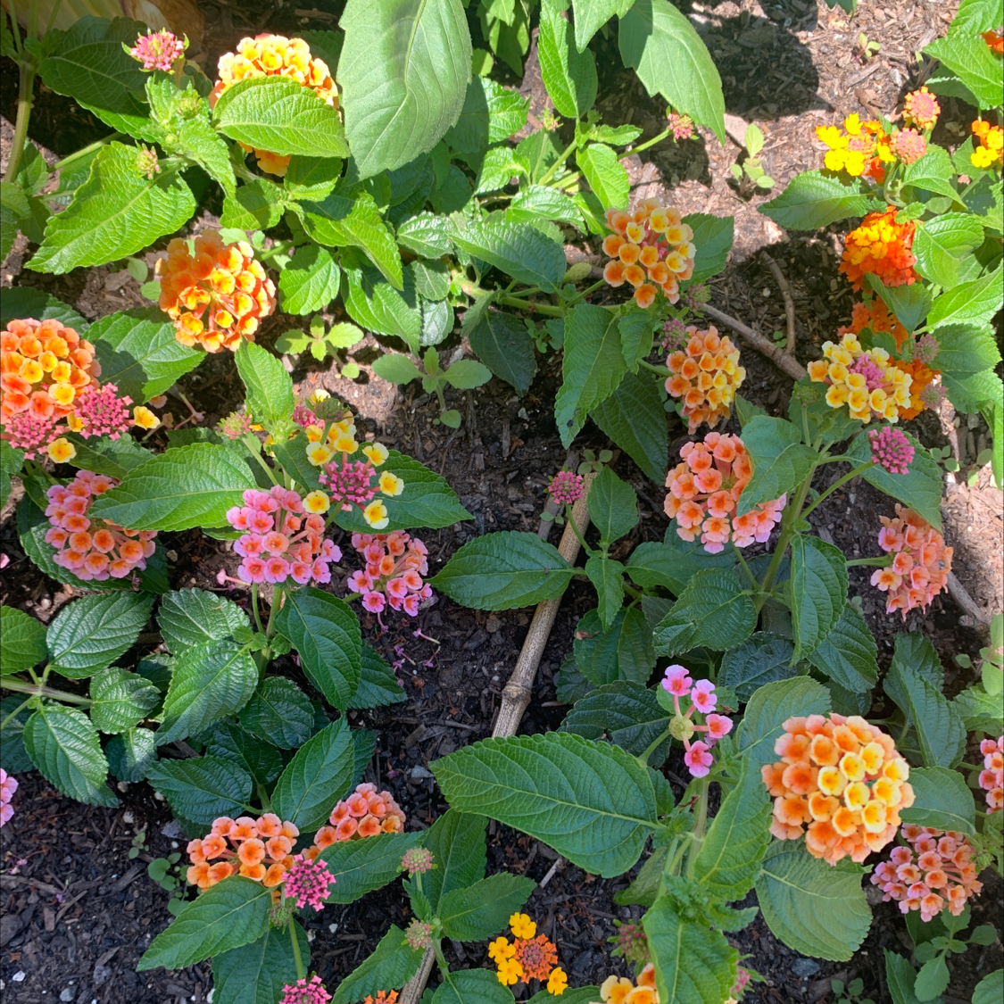 Lantana plant with vibrant orange and pink flowers, healthy green leaves, and visible soil.
