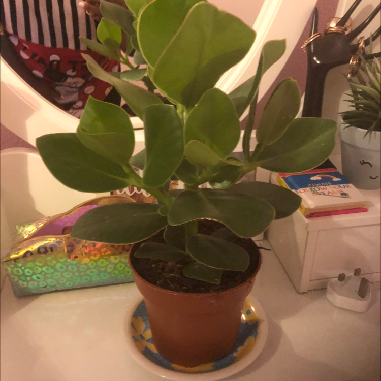 Photo of the plant species Autograph Tree by Genz named Blossom on Greg, the plant care app