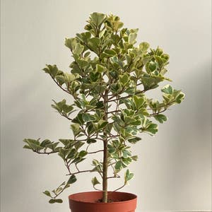 Ficus triangularis 'Variegata' plant photo by Niteesh named Yi’s sweetheart on Greg, the plant care app.