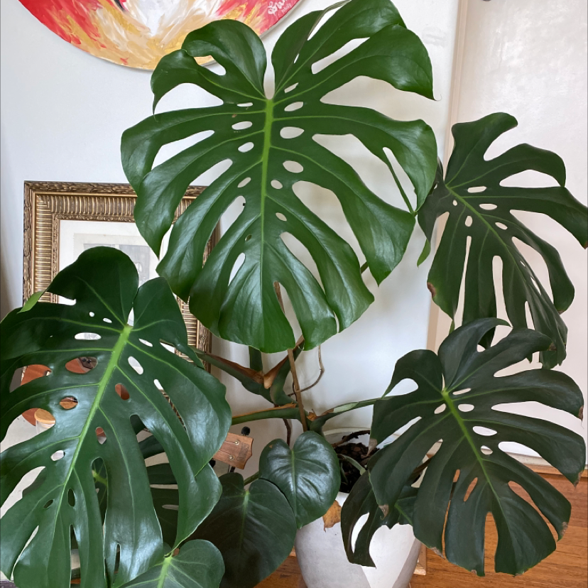 Photo of the plant species Monstera by @saythej named Judy on Greg, the plant care app