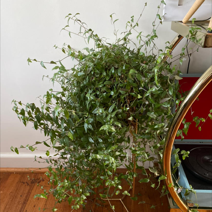Healthy Tahitian Bridal Veil plant with small green leaves, well-framed and centered.