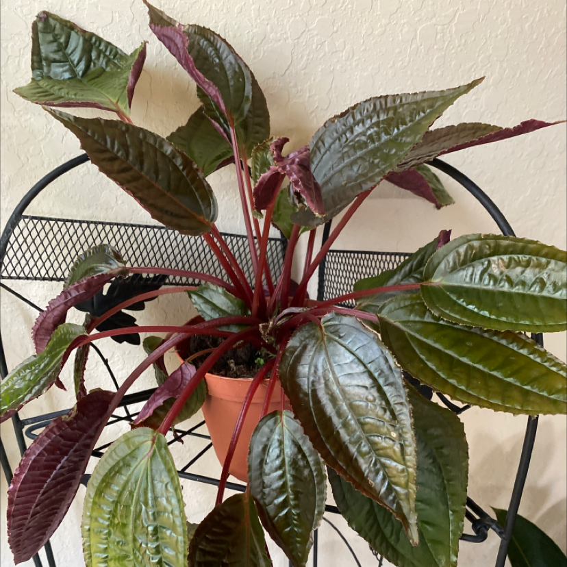 Photo of the plant species Monolena primuliflora 'Midnight Glory' by Aughinique named Violet on Greg, the plant care app