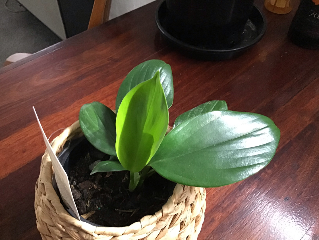 Dragon Tail Plant in a woven basket with broad, glossy green leaves.