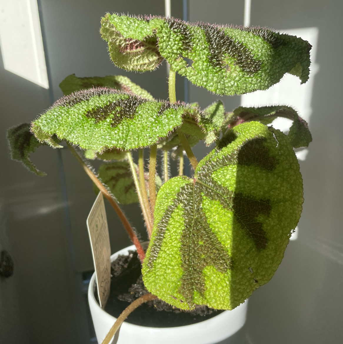 Iron Cross Begonia with distinct dark cross patterns on its leaves, well-framed and in focus.