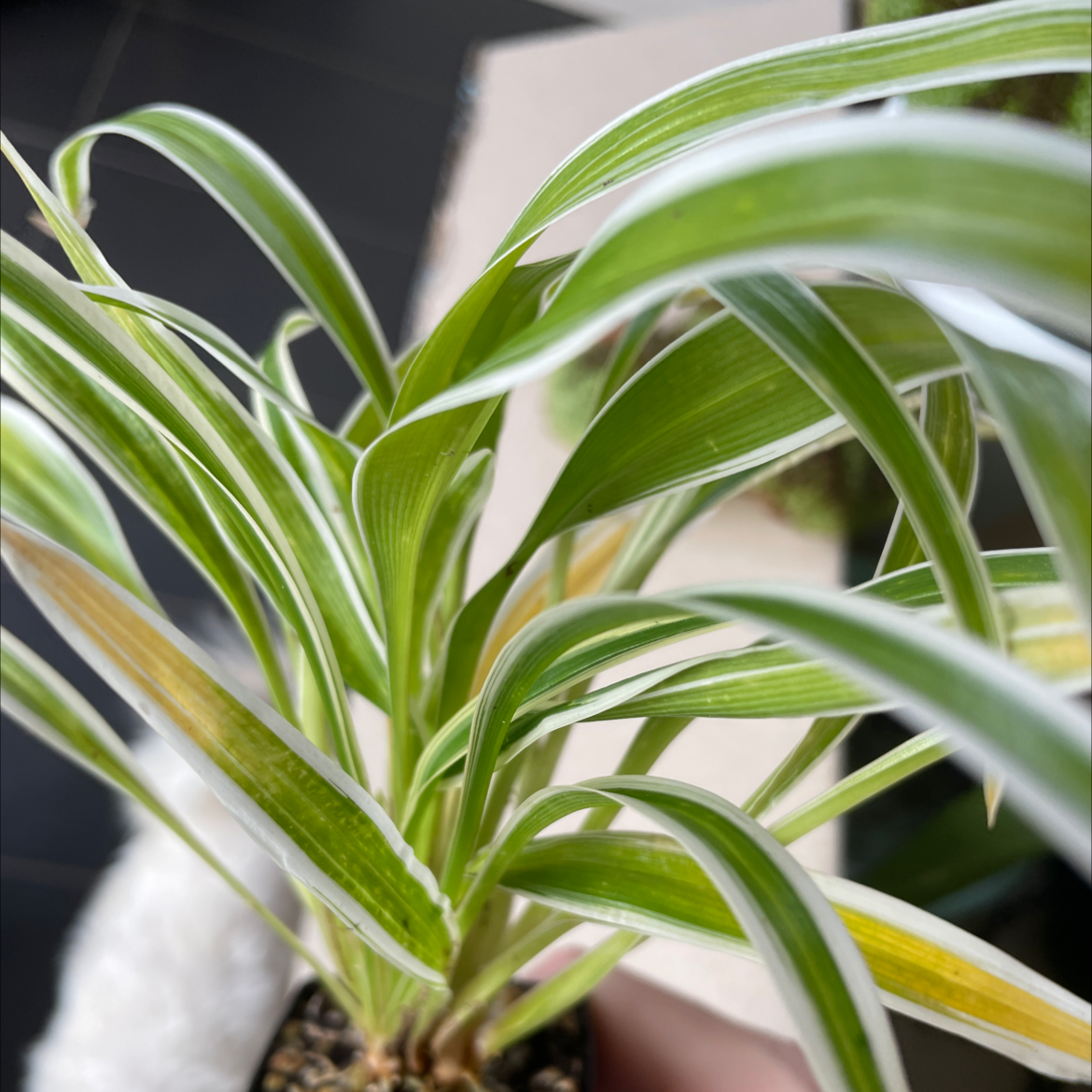 Spider Plant plant photo by @milly_sheridan named spidey plant on Greg, the plant care app.