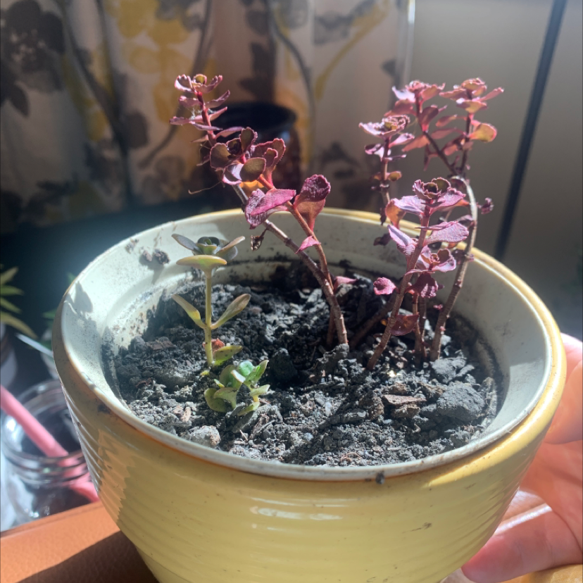 Potted Two-Row Stonecrop plant with reddish leaves and visible soil.