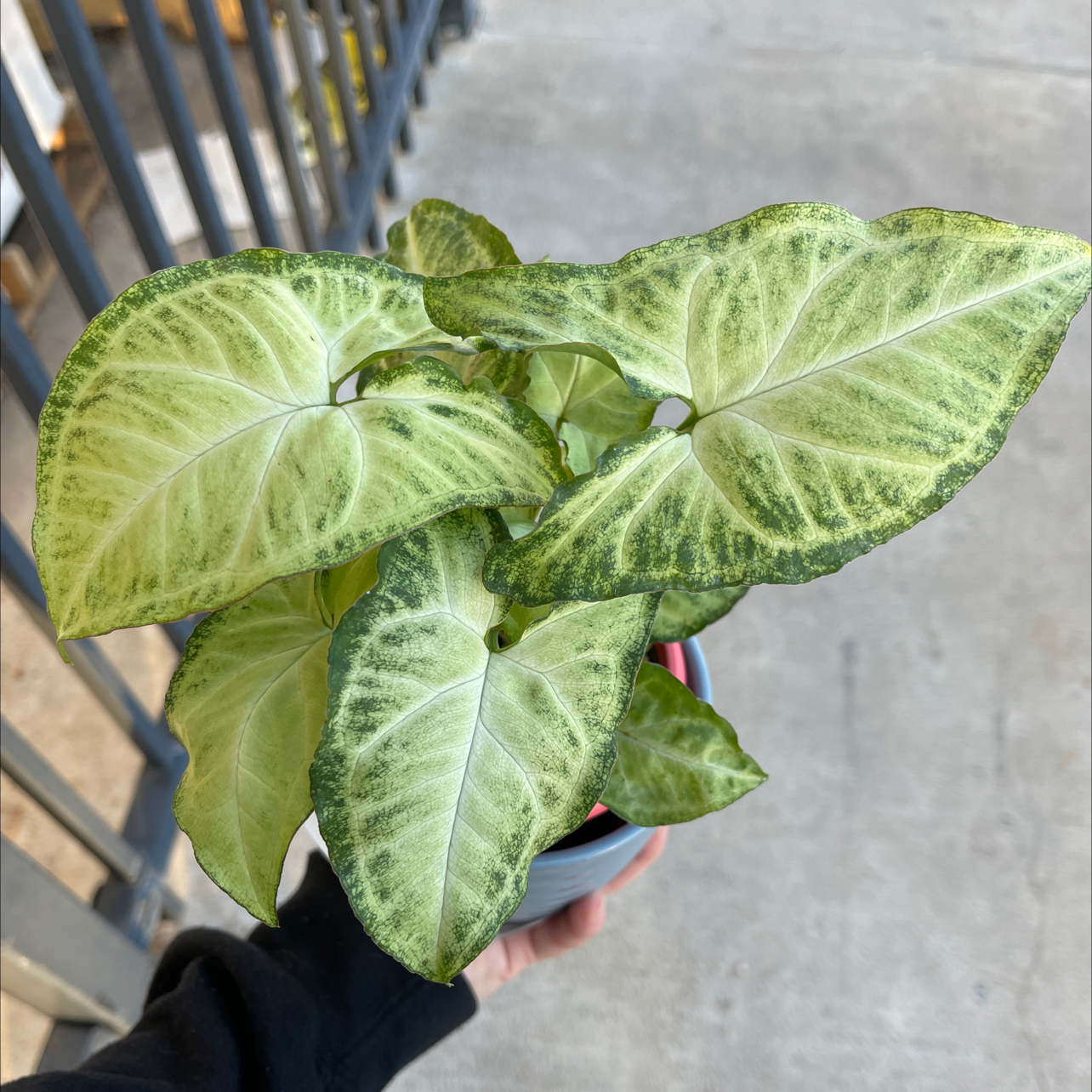 Syngonium 'White Butterfly' plant with variegated leaves, held by a hand.