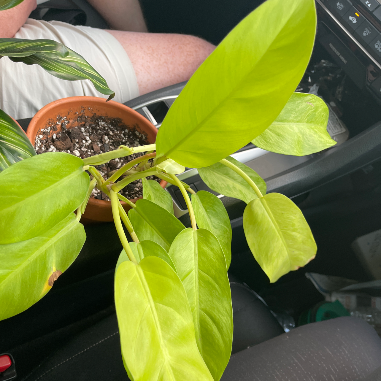 Golden Goddess Philodendron plant in a small pot with vibrant green leaves.
