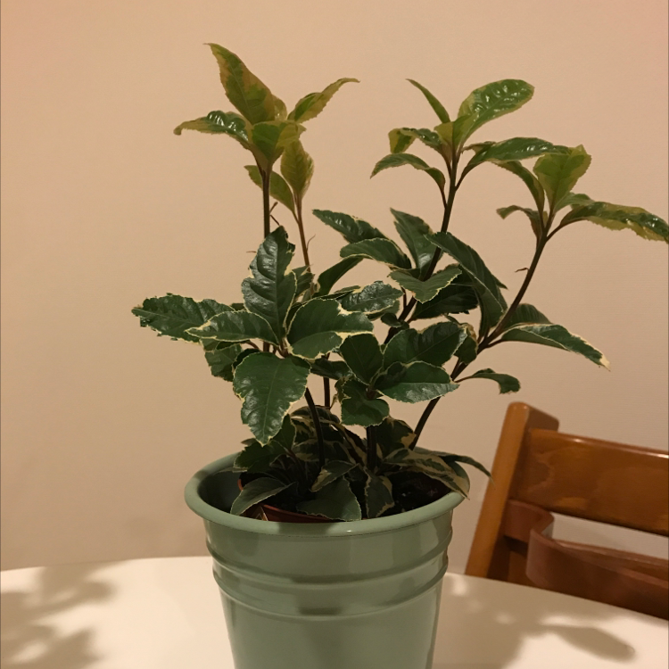 How to Care for Japanese Ardisia: Mastering Water, Sunlight & More