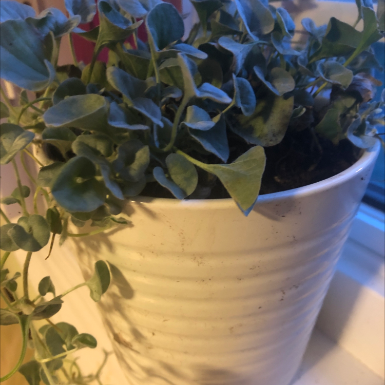 Photo of the plant species Silver Ponysfoot by @kaylahoulder named Weapy on Greg, the plant care app