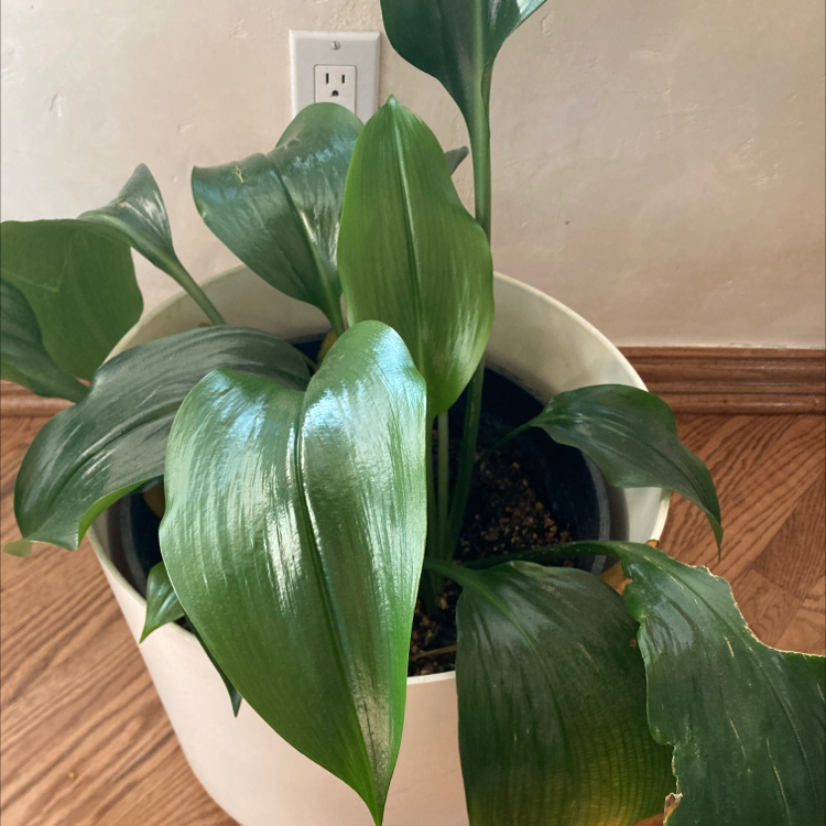 Photo of the plant species Urceolina amazonica by Tomasita named Your plant on Greg, the plant care app