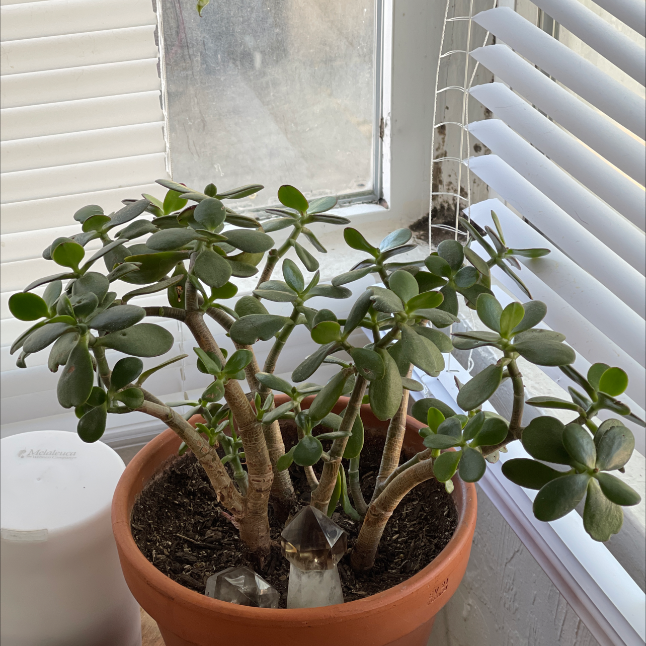 Lucky Plant plant photo by @Ravejane named Planty on Greg, the plant care app.