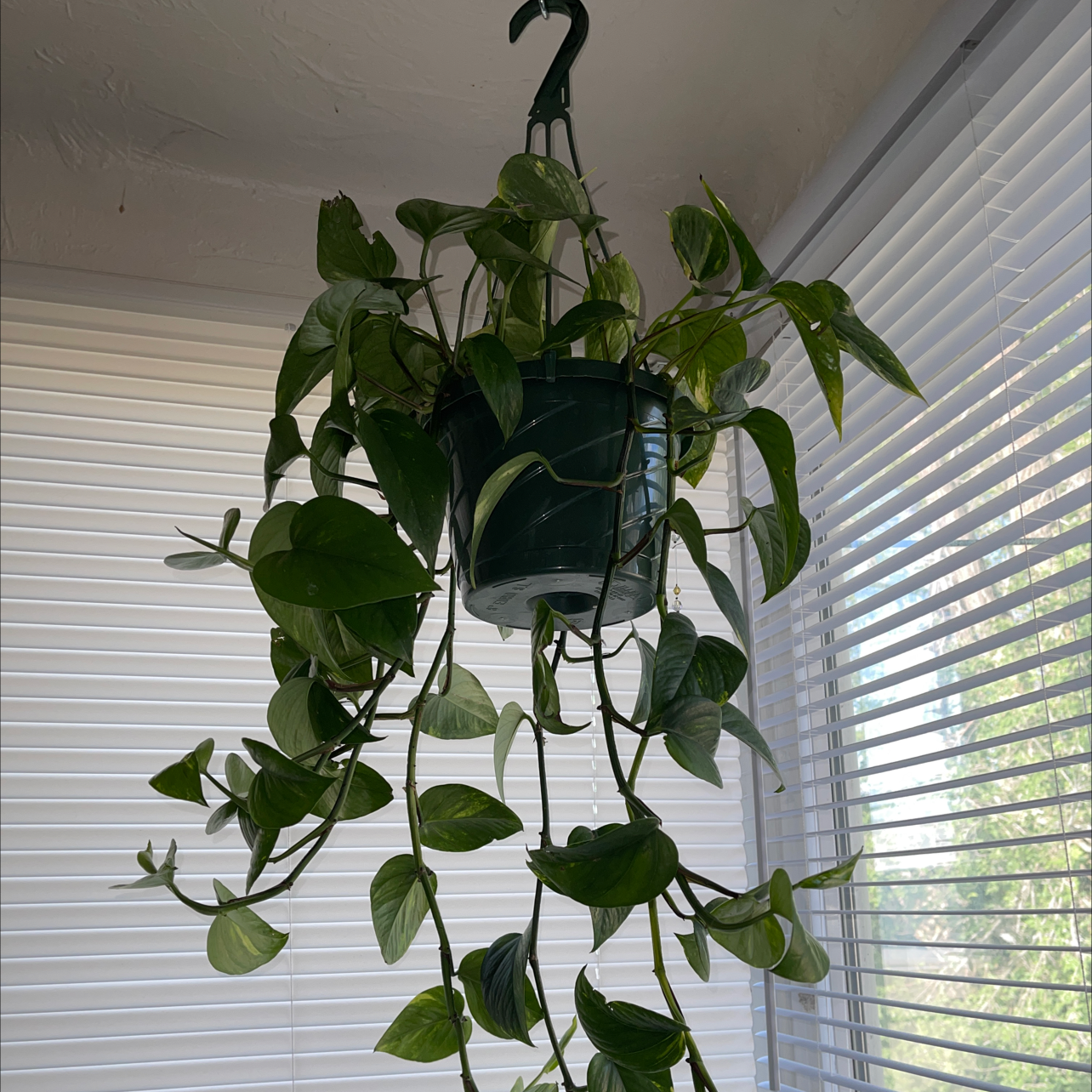 Taro Vine plant photo by @Ravejane named Long Lady on Greg, the plant care app.