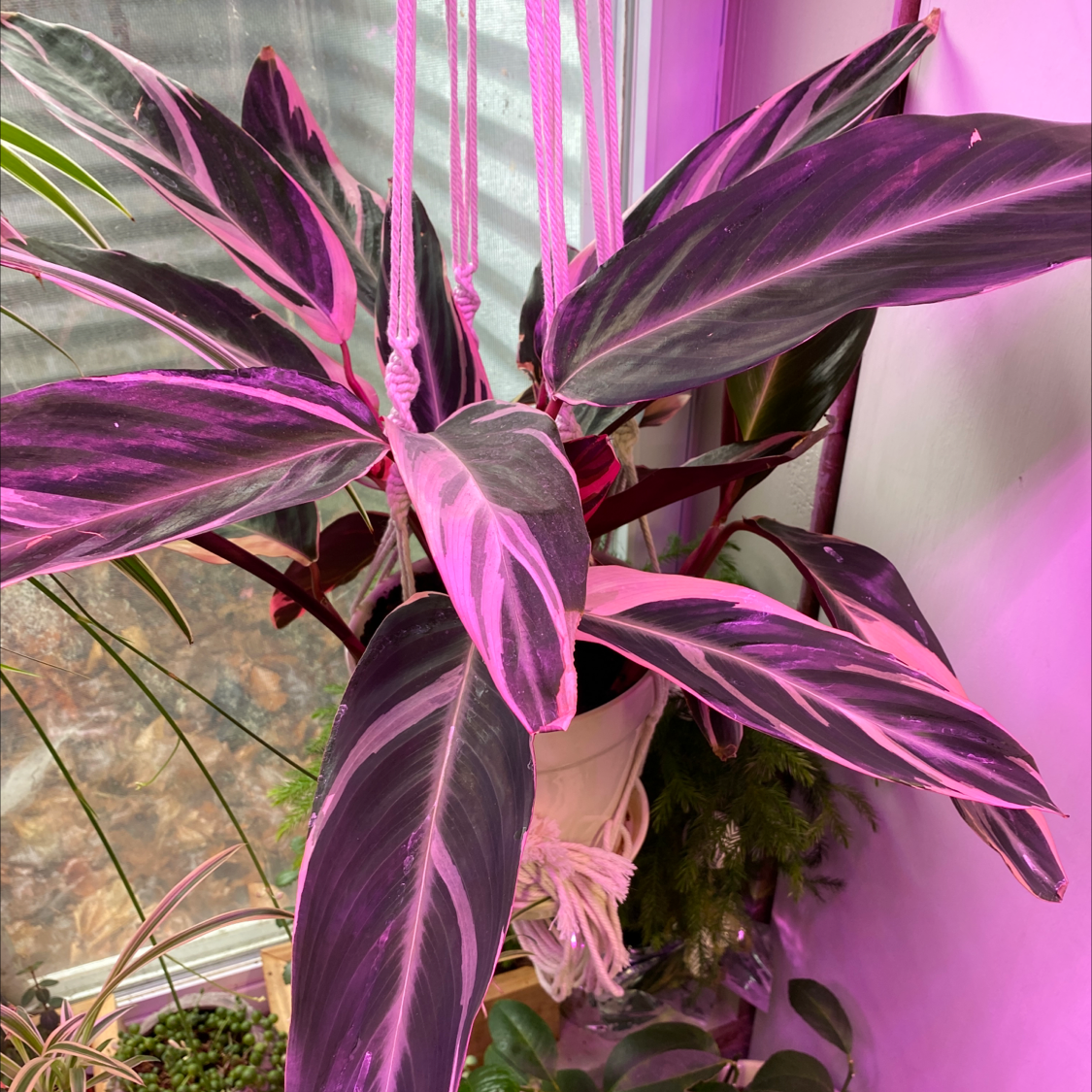 Photo of the plant species Triostar Stromanthe by @Cherlyn94 named Tristar stromanthe on Greg, the plant care app