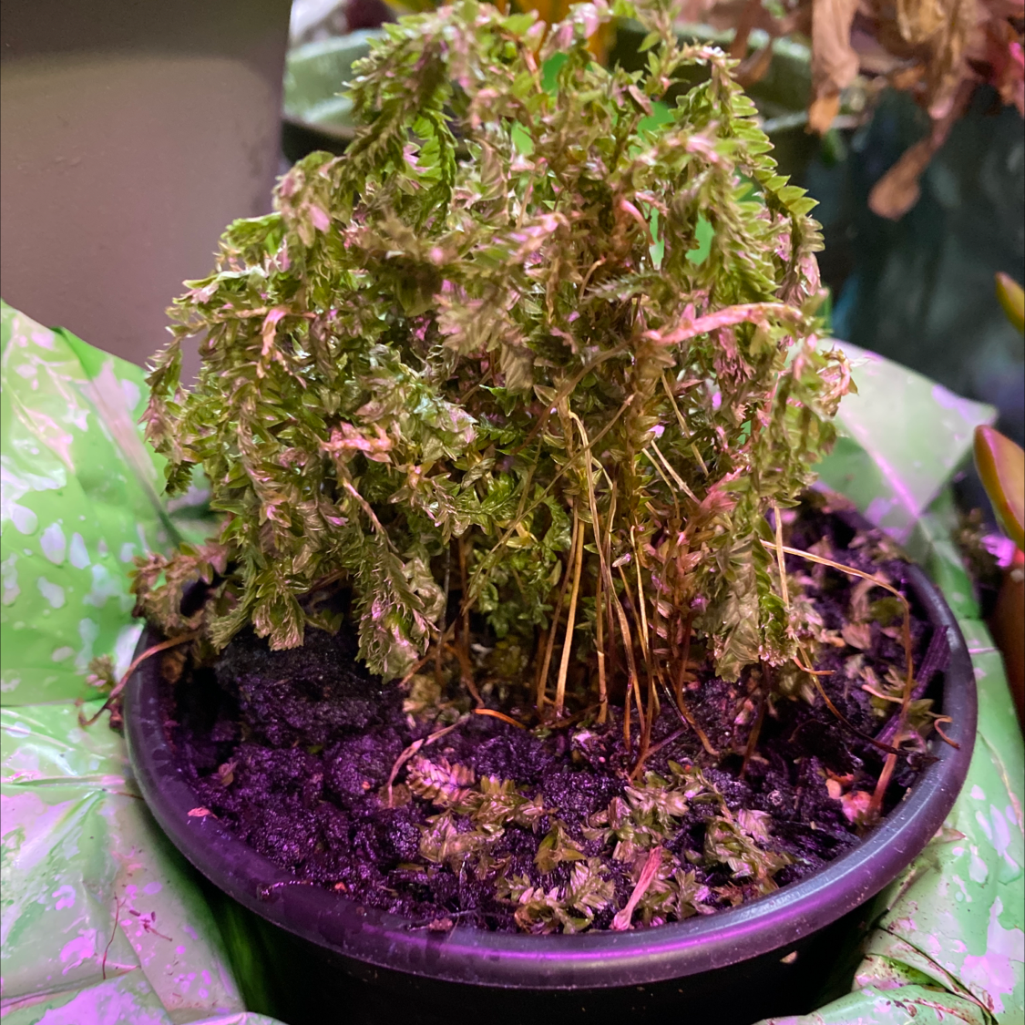Healthy, lush Selaginella club moss in a purple pot with intricate green foliage, held by hands.